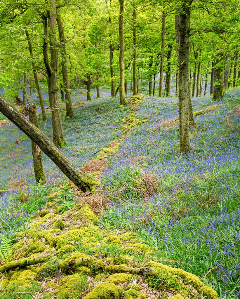 Bluebells in the Lakes my secret location