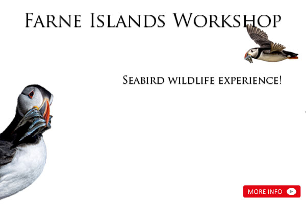 Farne Islands Workshop - Seabird wildlife experience