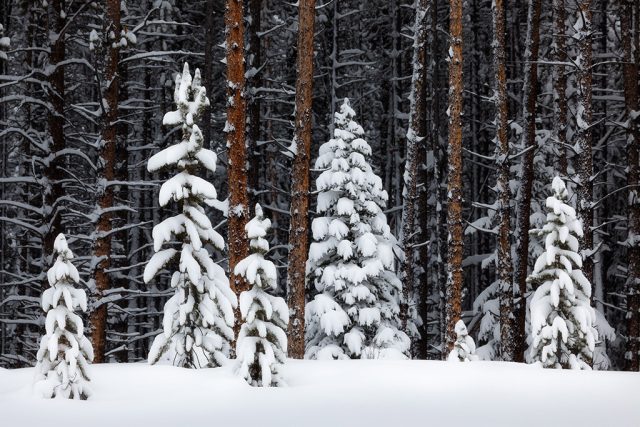 Canadian-Rockies-Winter-Photography-Workshop—ALL-IMAGES-©Adam-Gibbs—039