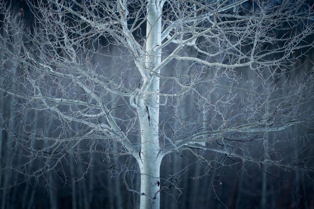 Canadian-Rockies-Winter-Photography-Workshop—ALL-IMAGES-©Adam-Gibbs—040